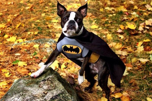 12 Cutest Pet Halloween Costumes That Are Impossible To Beat