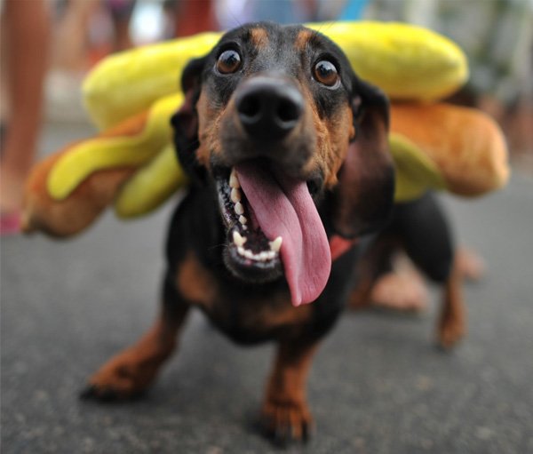 12 Cutest Pet Halloween Costumes That Are Impossible To Beat