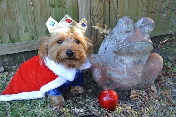 12 Cutest Pet Halloween Costumes That Are Impossible To Beat