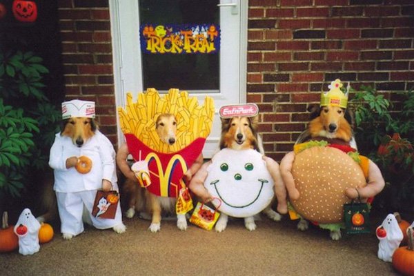 12 Cutest Pet Halloween Costumes That Are Impossible To Beat