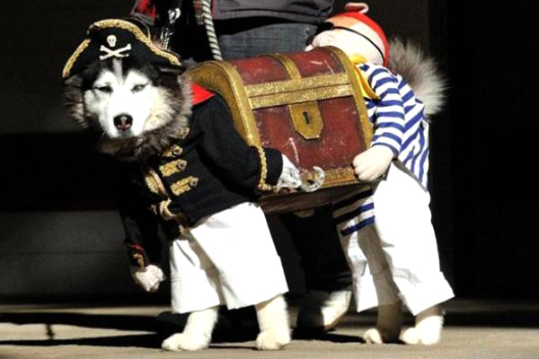 12 Cutest Pet Halloween Costumes That Are Impossible To Beat