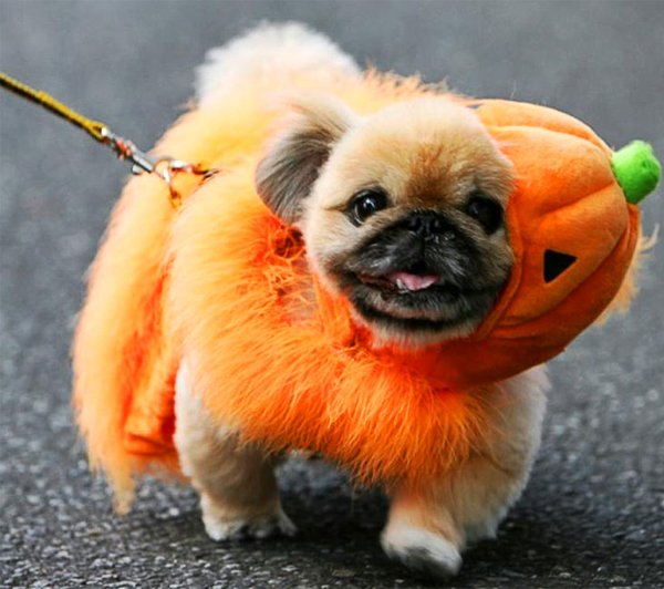 12 Cutest Pet Halloween Costumes That Are Impossible To Beat