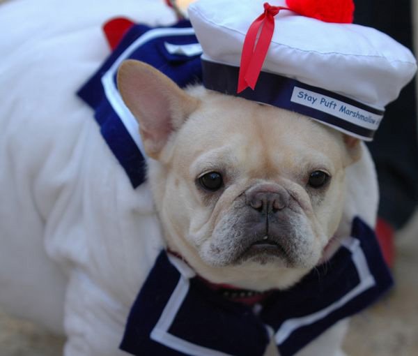 12 Cutest Pet Halloween Costumes That Are Impossible To Beat