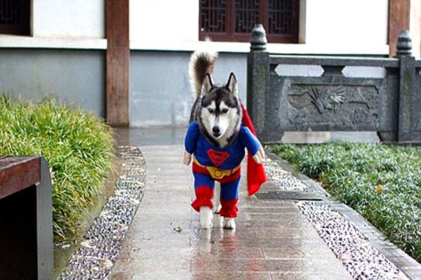 12 Cutest Pet Halloween Costumes That Are Impossible To Beat