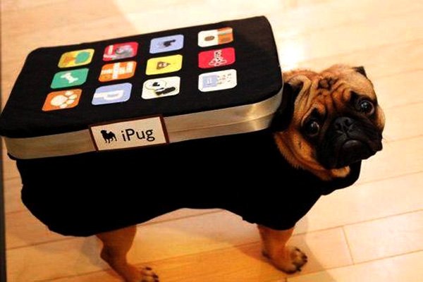 12 Cutest Pet Halloween Costumes That Are Impossible To Beat